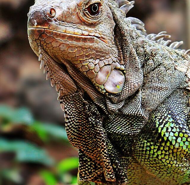 5 Things to Think About Before Getting a Green Iguana as a Pet