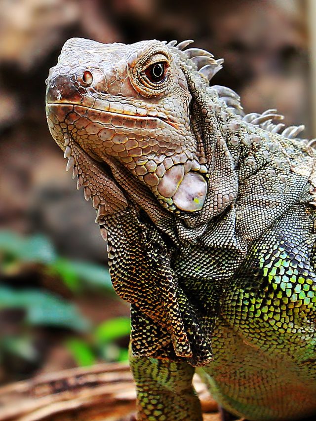 5 Things to Think About Before Getting a Green Iguana as a Pet