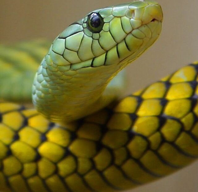 6 Friendly Pet Snakes For Beginners