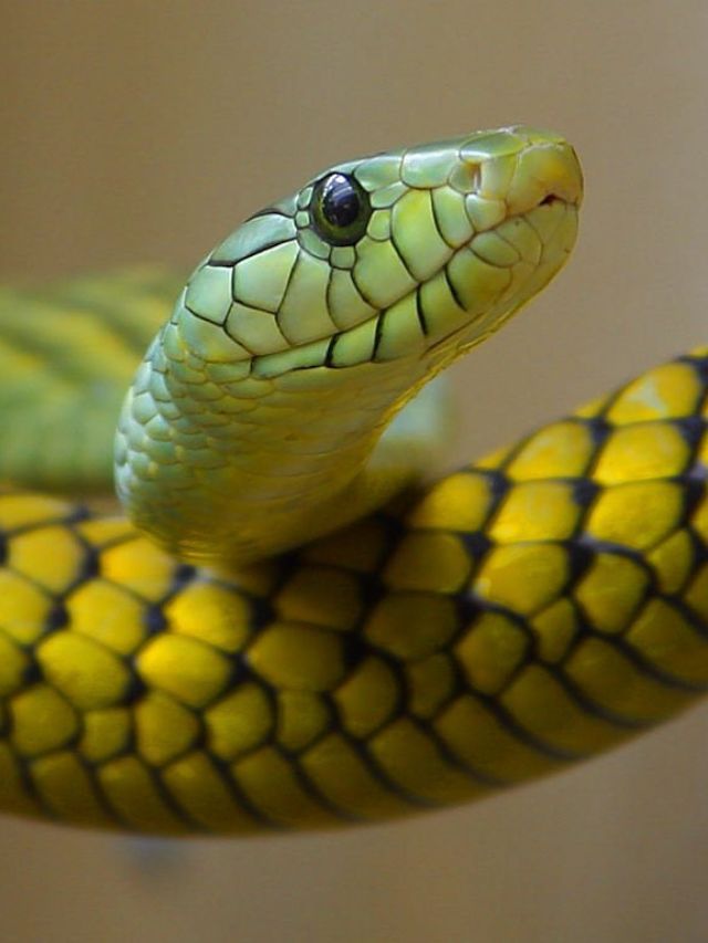 6 Friendly Pet Snakes For Beginners