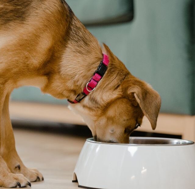 Dogs Can't Eat These 7 Human Foods