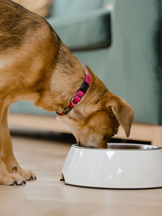 Dogs Can’t Eat These 7 Human Foods