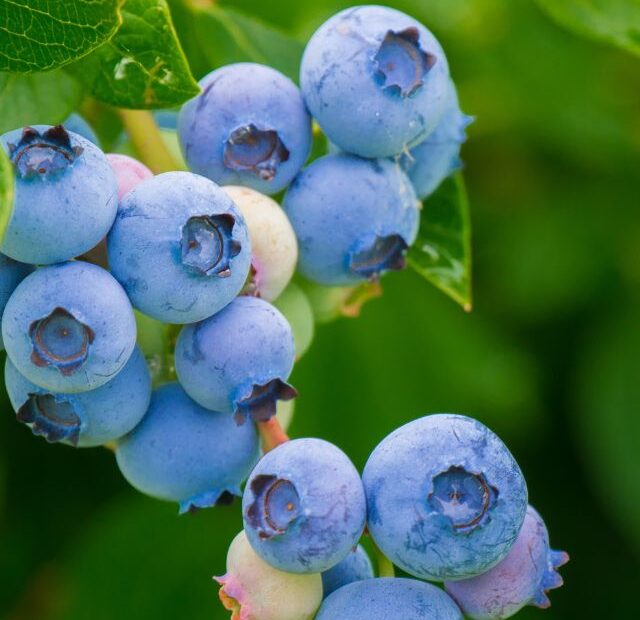 The Top 5 Blueberry Mistakes Everyone Makes