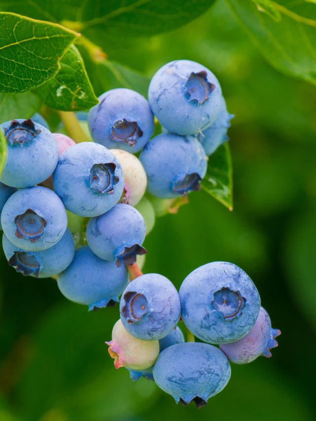 The Top 5 Blueberry Mistakes Everyone Makes