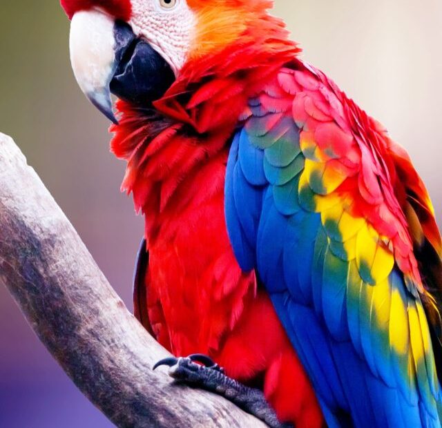 The Top 5 Talking Parrots