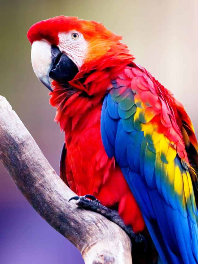 The Top 5 Talking Parrots