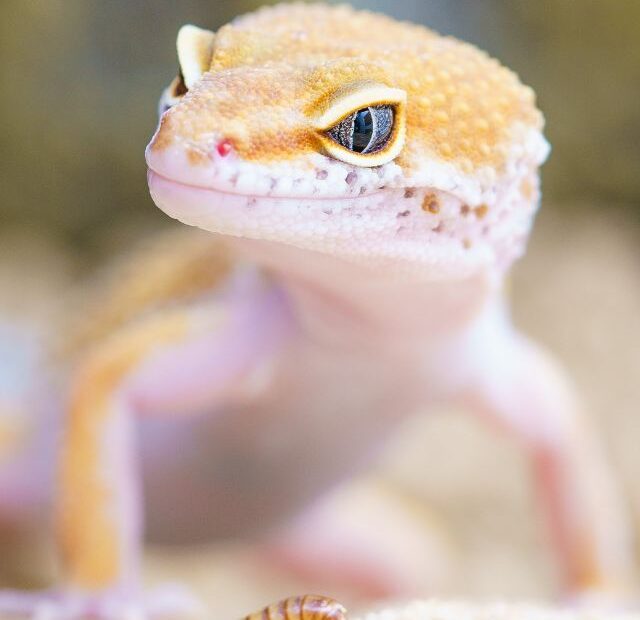 There are 5 pet lizards that don't require live food