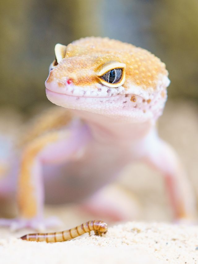 There are 5 pet lizards that don’t require live food