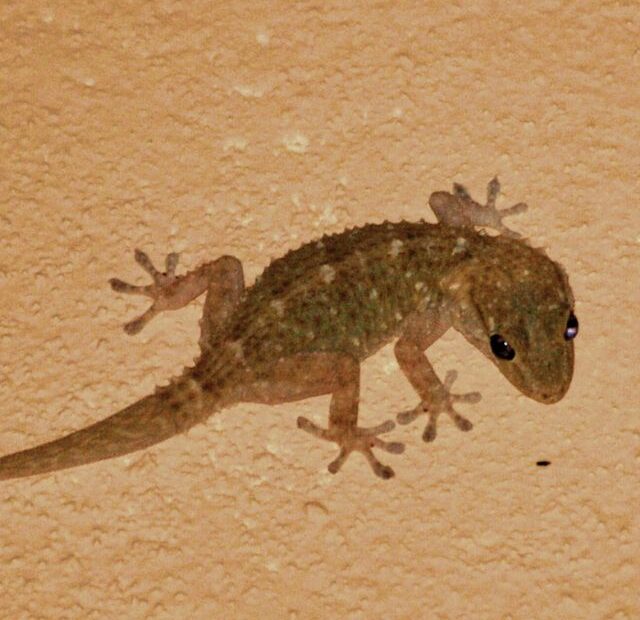 Can Lizards See At Night?