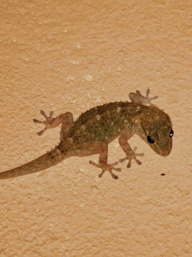 Can Lizards See At Night?