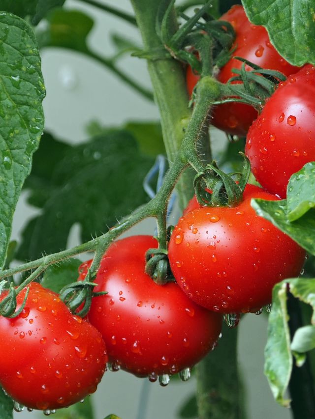 Nutrition In Tomatoes?