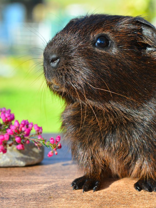 Are tomatoes poisonous to guinea pigs?