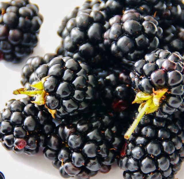 Are Blackberries Safe for Cats?