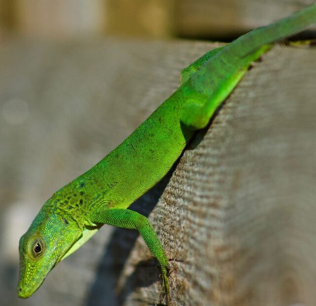 Green Anole Lizard Information