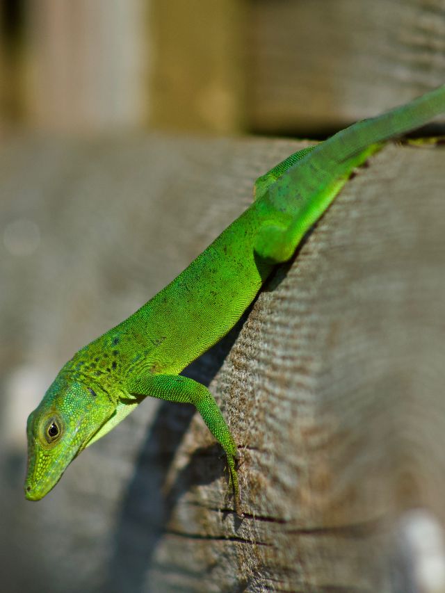 Green Anole Lizard Information