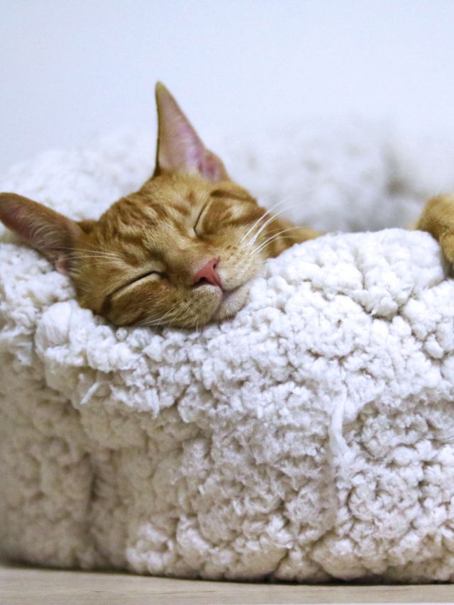 How Many Hours a Day Do Cats Sleep?