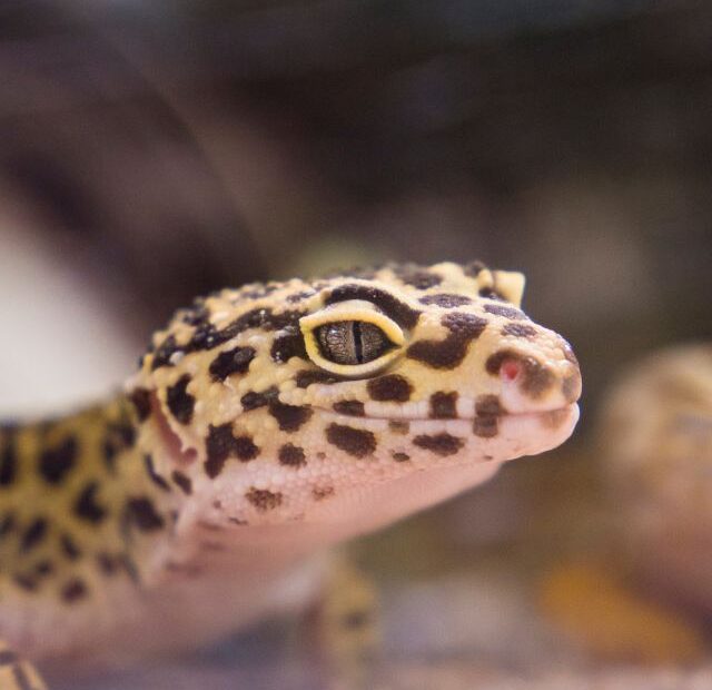 Can lizards swim in the pool?