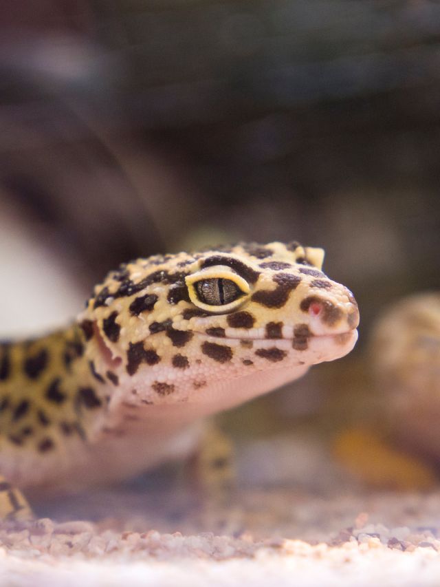 Can lizards swim in the pool?