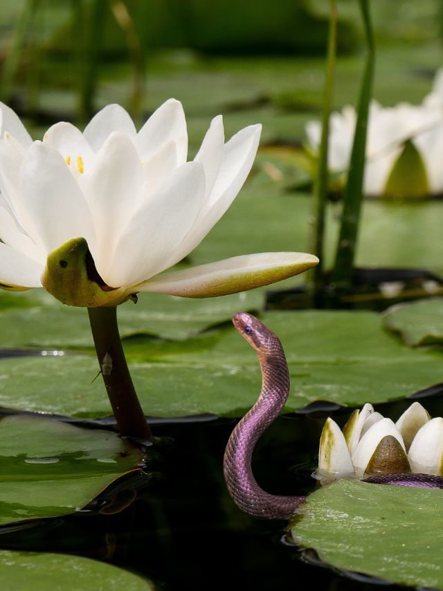 How fast can snakes swim?