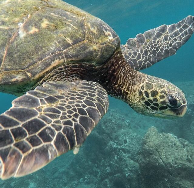 How Fast Can Tortoise Swim?