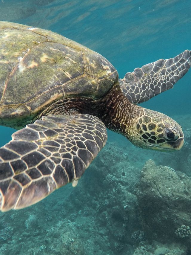 How Fast Can Tortoise Swim?