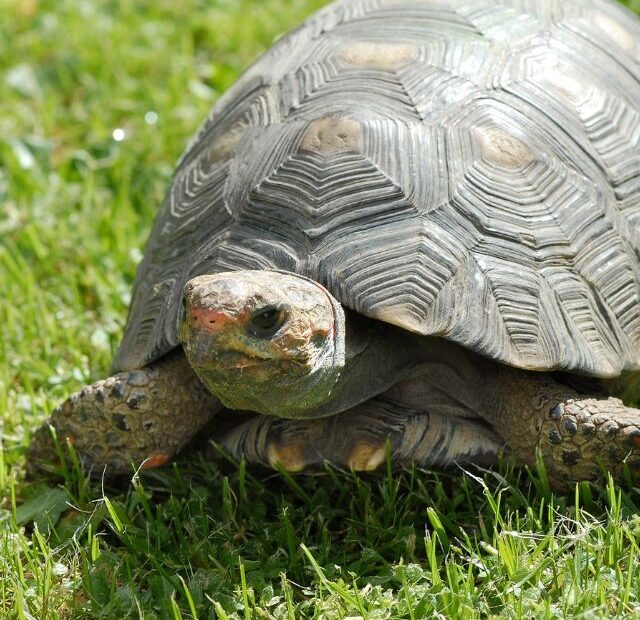 How Much Do Tortoises Eat?