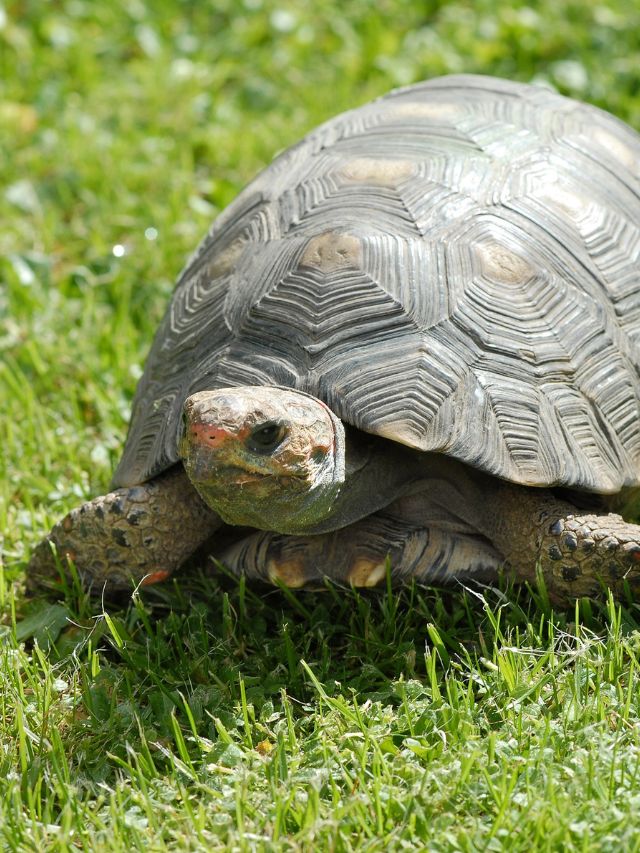 How Much Do Tortoises Eat?