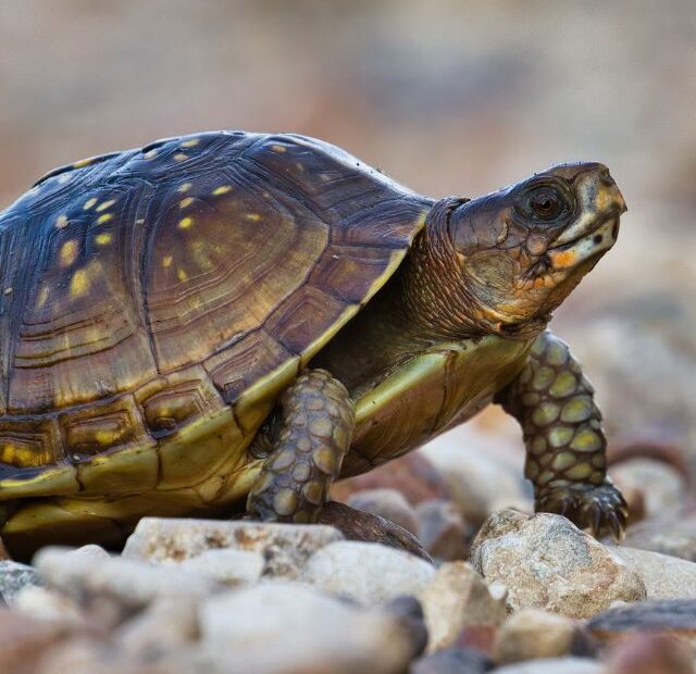 How Long Do Tortoises Live?