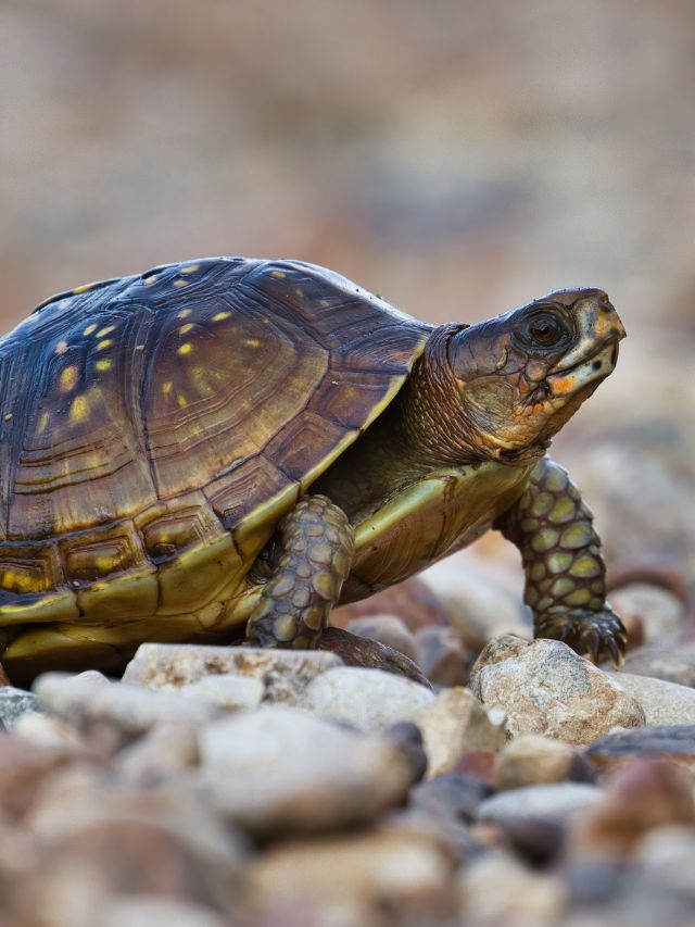 How Long Do Tortoises Live?