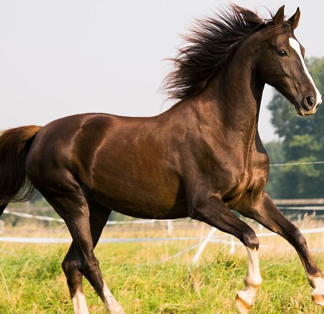 Can Horses Eat Almonds?