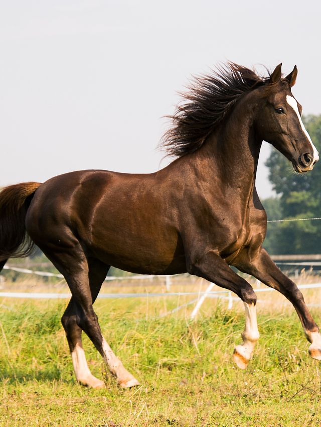 Can Horses Eat Almonds?