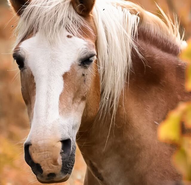 How Many Teeth Do Horses Have?