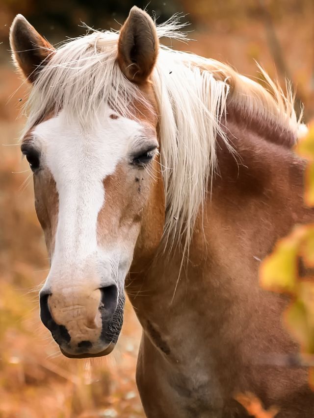 How Many Teeth Do Horses Have?