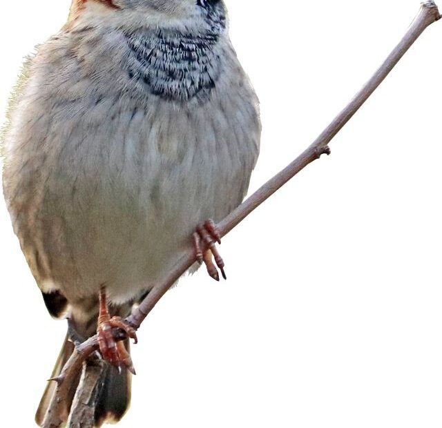 Top 5 Types of Sparrow Birds That You Should Know