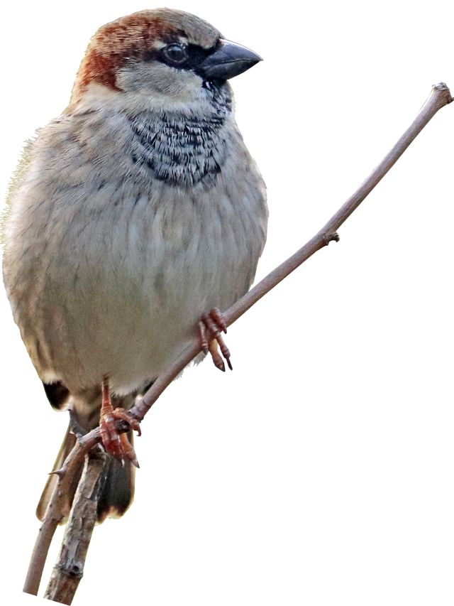 Top 5 Types of Sparrow Birds That You Should Know