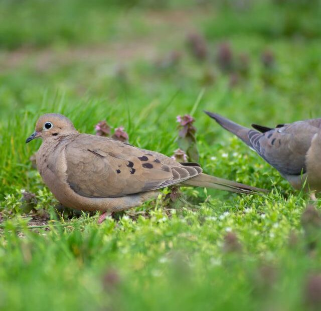 What Does a Mourning Dove Eat?