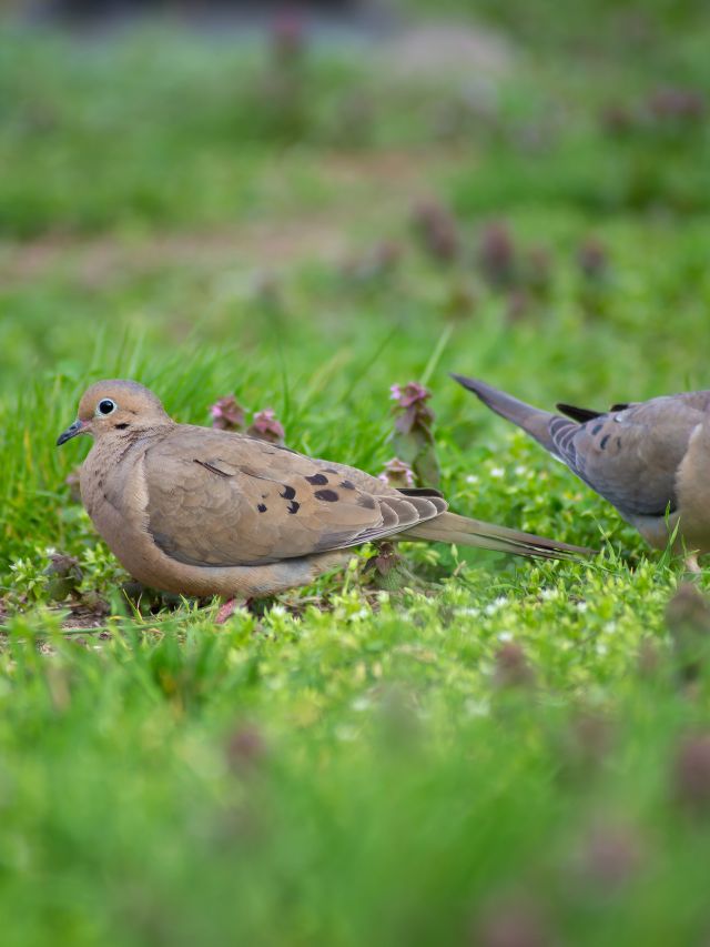 What Does a Mourning Dove Eat?