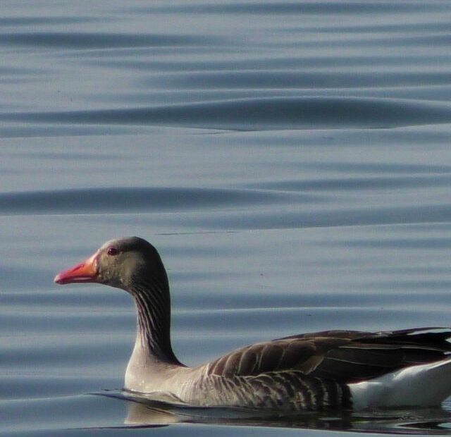 What Do Black-Bellied Whistling Ducks Eat?