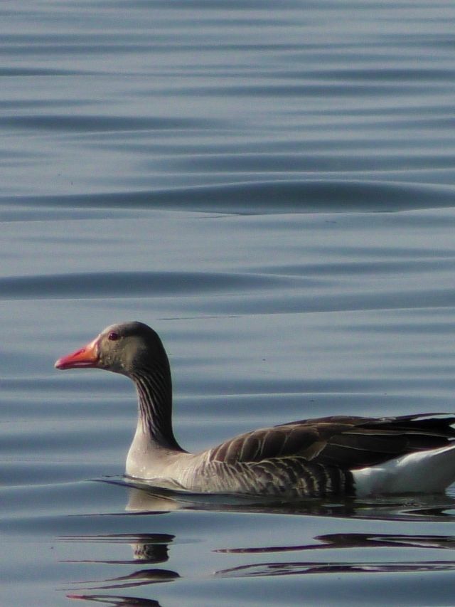 What Do Black-Bellied Whistling Ducks Eat?