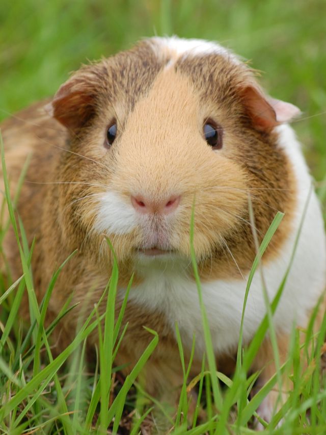 Can Guinea Pigs Eat Strawberries?