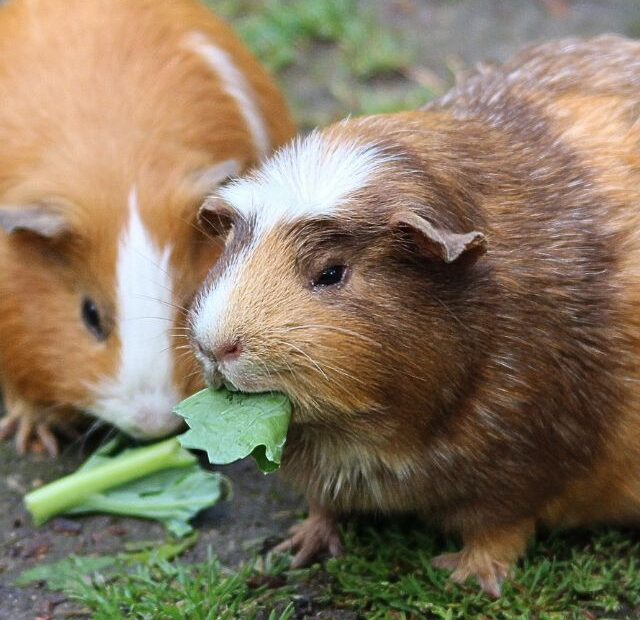 Why Is My Guinea Pig Always Hungry?