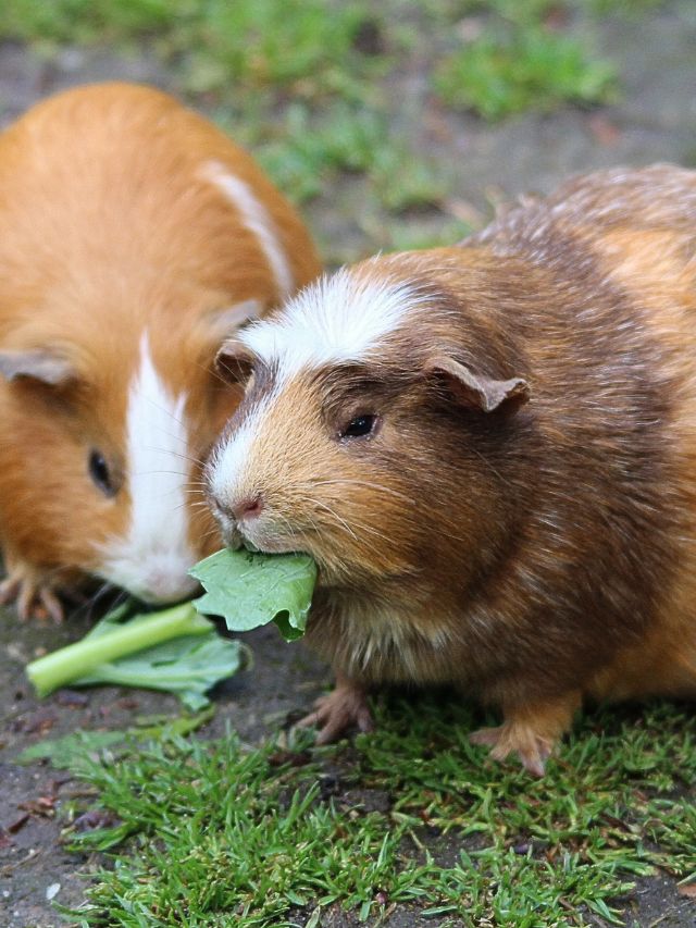 Why Is My Guinea Pig Always Hungry?