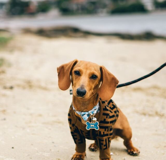 Are Dachshunds Good Family Dogs?