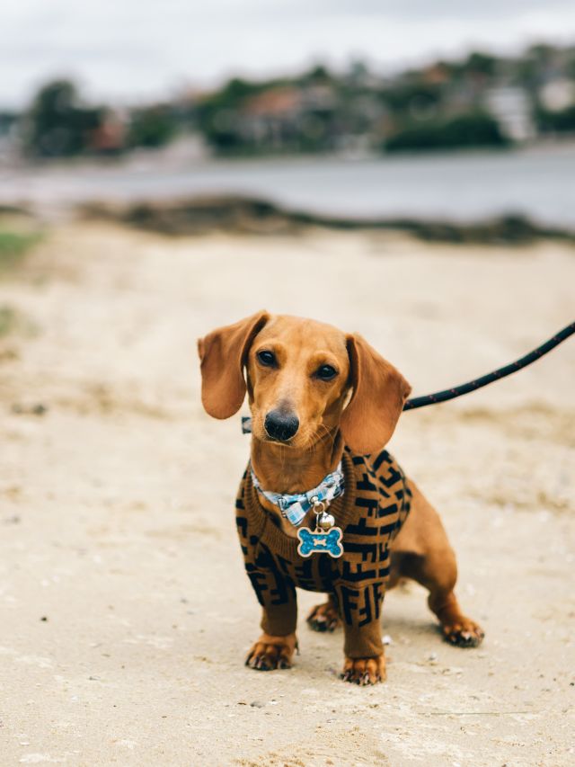 Are Dachshunds Good Family Dogs?