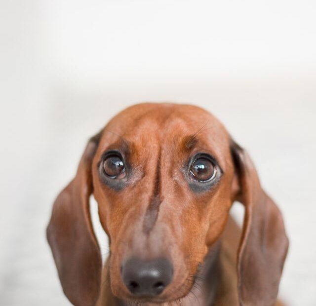 Can I leave my dachshund while I’m at work?