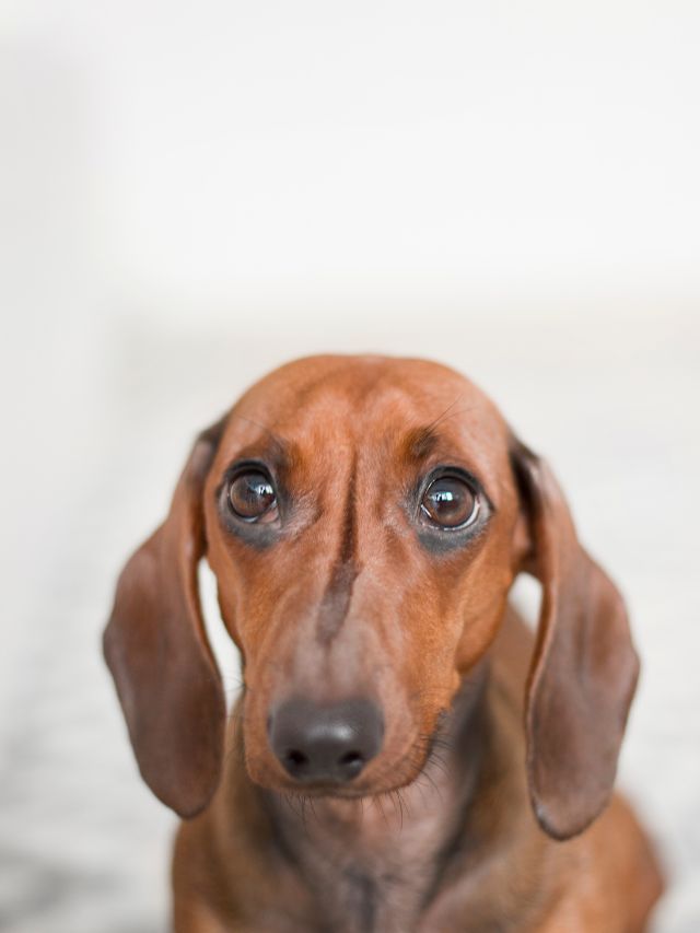 Can I leave my dachshund while I’m at work?