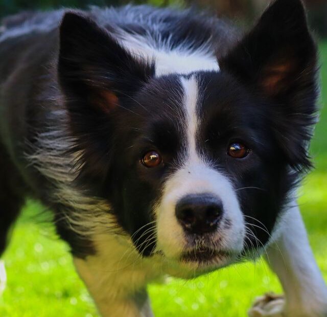 How fast can a Border Collie run?