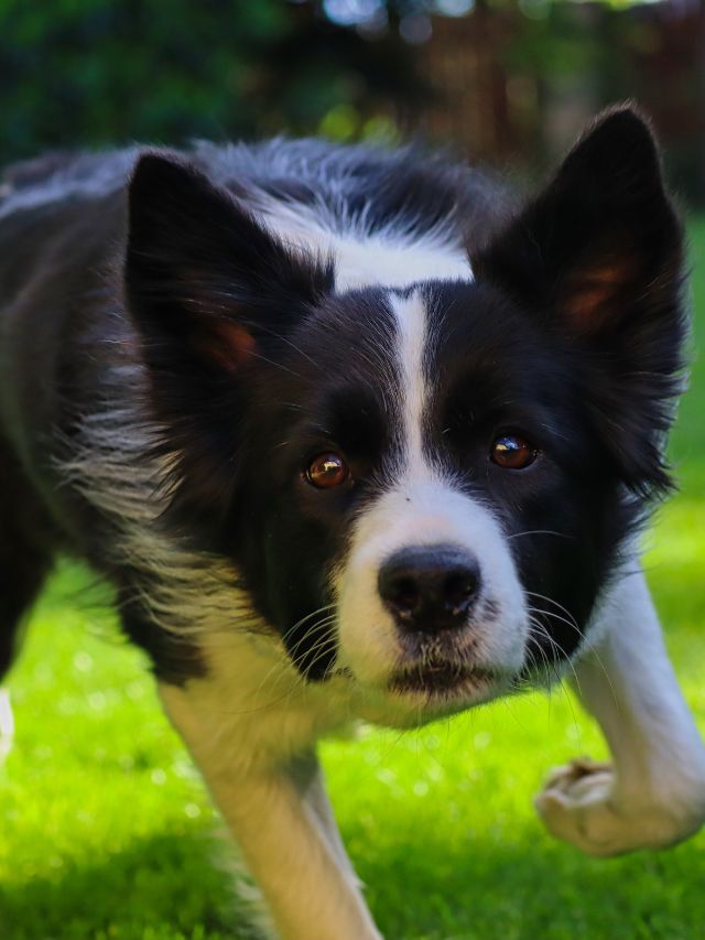 How fast can a Border Collie run?