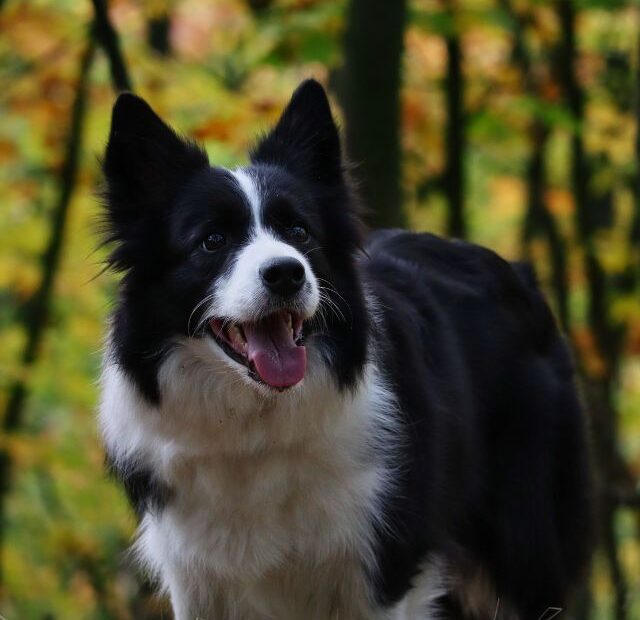 How Much Do Border Collies Weigh?