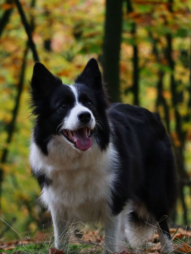 How Much Do Border Collies Weigh?